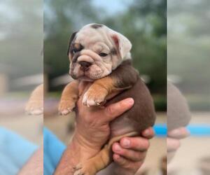English Bulldog Puppy for sale in SAINT CHARLES, IL, USA