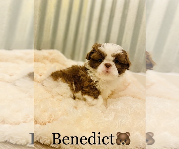 Medium Photo #2 Shih Tzu Puppy For Sale in COOKEVILLE, TN, USA