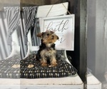 Small #5 Yorkshire Terrier