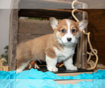 Small #1 Pembroke Welsh Corgi