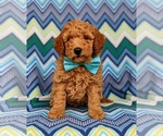Small Photo #3 Labradoodle Puppy For Sale in KIRKWOOD, PA, USA