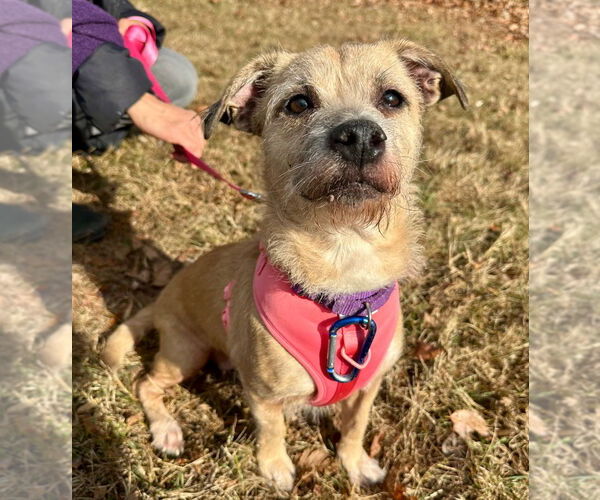 Medium Photo #2 Mutt Puppy For Sale in Lawrenceville, NJ, USA