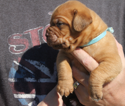 Medium Photo #1 Dogue de Bordeaux Puppy For Sale in VICKSBURG, MI, USA