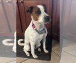 Small #4 Jack Russell Terrier-Whippet Mix