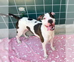 Small #2 American Pit Bull Terrier