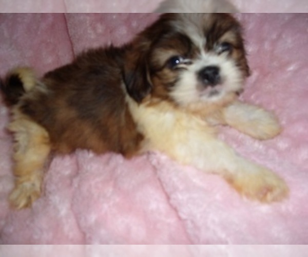 Medium Photo #8 Shih Tzu Puppy For Sale in MADISON, MS, USA