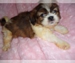 Small #7 Shih Tzu