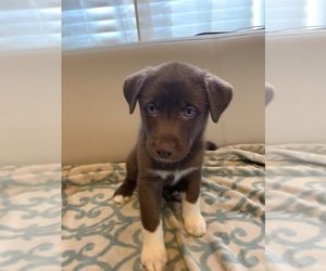 Labrador Retriever-Siberian Husky Mix Puppy for sale in THOMASVILLE, NC, USA