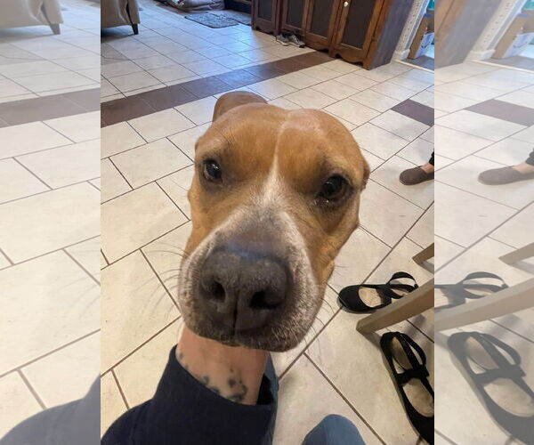 Medium Photo #5 American Pit Bull Terrier-Unknown Mix Puppy For Sale in Germantown, OH, USA