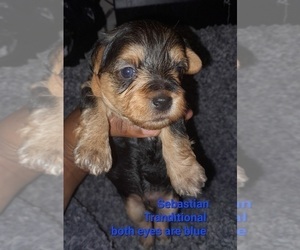 Poodle (Toy)-YorkiePoo Mix Puppy for sale in SHELBY, NC, USA