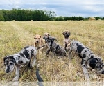 Small Photo #6 Great Dane Puppy For Sale in GILLETT, PA, USA