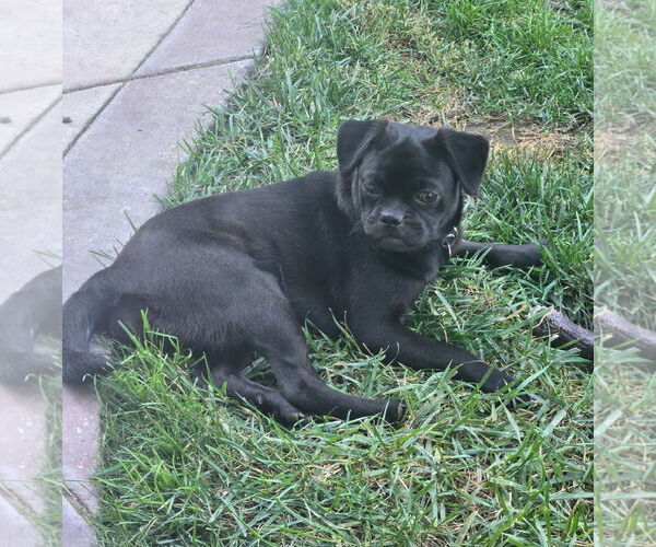 Medium Photo #4 Pug-Unknown Mix Puppy For Sale in Davis, CA, USA