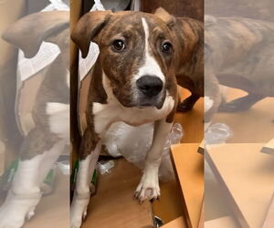 Mountain Cur-Unknown Mix Dogs for adoption in Alexander, AR, USA