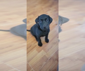 Labrador Retriever Puppy for sale in SHADY SIDE, MD, USA