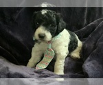 Small #5 Goldendoodle mix (+ Poodle Miniature)