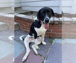 Small #5 German Shorthaired Pointer Mix