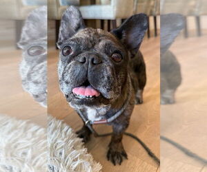 French Bulldog-Unknown Mix Dogs for adoption in Lake Forest, CA, USA
