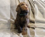 Small Photo #14 Labradoodle Puppy For Sale in JOPLIN, MO, USA