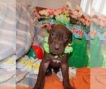 Small Photo #15 Great Dane Puppy For Sale in SPRAGGS, PA, USA