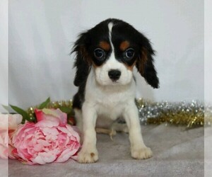 Cavalier King Charles Spaniel Puppy for sale in FREDERICKSBG, OH, USA