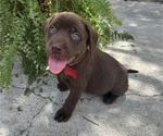 Small #4 Labrador Retriever