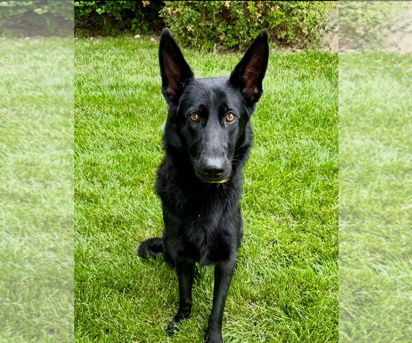 Medium Photo #3 German Shepherd Dog Puppy For Sale in Omaha, NE, USA
