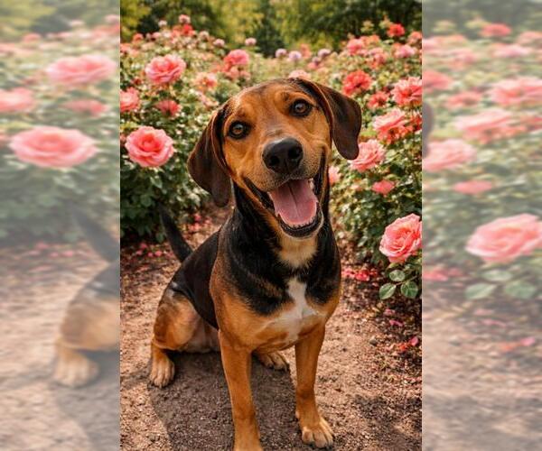 Medium Photo #1 Black and Tan Coonhound Puppy For Sale in Globe, AZ, USA