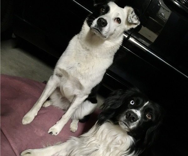 Medium Photo #6 Australian Shepherd-Belgian Malinois Mix Puppy For Sale in CROWLEY, TX, USA