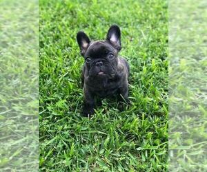 French Bulldog Puppy for sale in WHITTIER, CA, USA