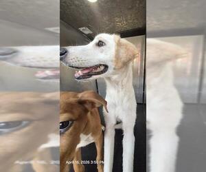 Labrador Retriever-Unknown Mix Dogs for adoption in San Antonio, TX, USA