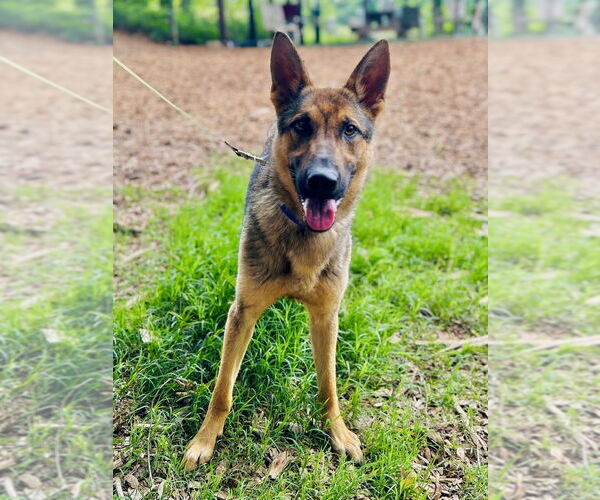 Medium Photo #14 German Shepherd Dog Puppy For Sale in Brewster, NY, USA