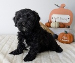 Small #3 ShihPoo