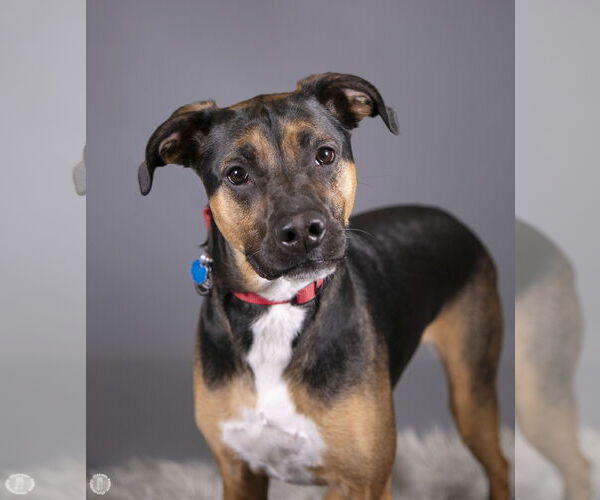 Medium Photo #10 Shepweiller Puppy For Sale in Princeton, MN, USA