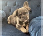 Small #27 French Bulldog