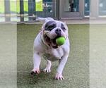 CONY - Female American Bulldog Dog for Adoption - Small photo