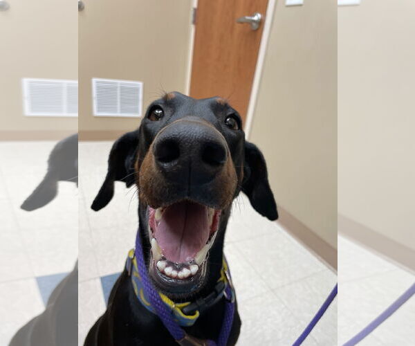 Medium Photo #6 Doberman Pinscher Puppy For Sale in Minneaoplis, MN, USA