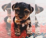 Small Photo #1 Yorkshire Terrier Puppy For Sale in SILVER CREEK, GA, USA