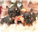 Small Photo #1 French Bulldog Puppy For Sale in CALDWELL, TX, USA