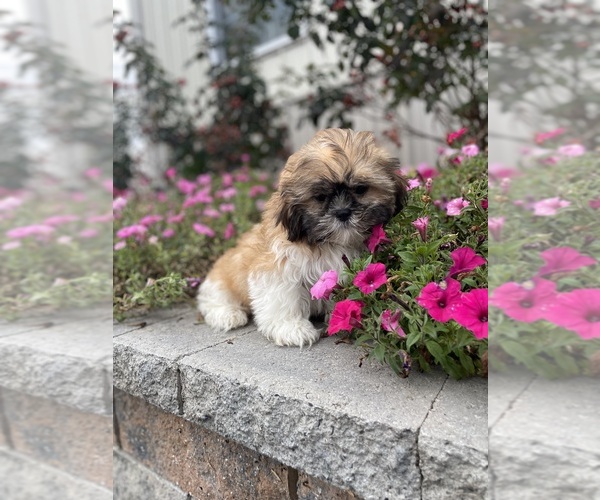 Medium Photo #5 Shih Tzu Puppy For Sale in CANOGA, NY, USA