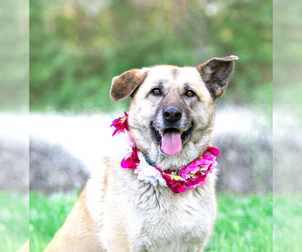 Medium Photo #10 German Shepherd Dog-Unknown Mix Puppy For Sale in Unionville, PA, USA