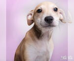 Small #2 Mutt