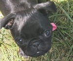 Puppy Pink Collar Pug