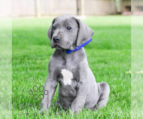 Medium Photo #4 Great Dane Puppy For Sale in LITITZ, PA, USA