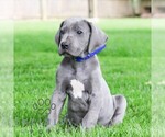 Small #3 Great Dane