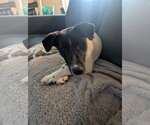 Small Border Collie Mix