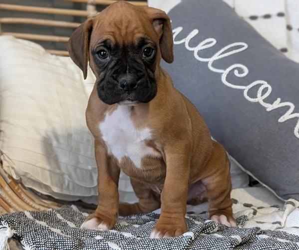 Medium Photo #57 Boxer Puppy For Sale in GOSHEN, IN, USA