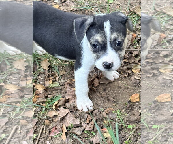 Medium Photo #12 American Staffordshire Terrier-Siberian Husky Mix Puppy For Sale in Holly Springs, NC, USA