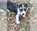 Small #11 American Staffordshire Terrier-Siberian Husky Mix