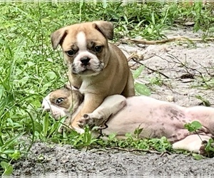 Faux Frenchbo Bulldog Puppy for sale in LONGWOOD, FL, USA