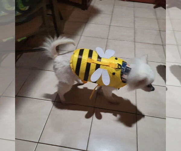 Medium Photo #12 American Eskimo Dog Puppy For Sale in Pikesville, MD, USA